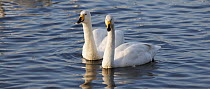 Whooper swans {Cygnus cygnus} pair, Martin mere WWT reserve, Lancashire, UK