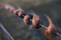 Balls of deer hair caught on barbed wire fence where they jump over, Lancashire, UK