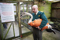 Injured Mute swan {Cygnus olor} being delivered to a bird rescue centre by RSPCA officer, UK