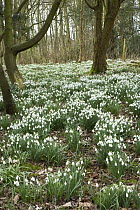 Snowdrops flowering {Galanthus nivalis} in woodland, UK