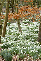 Snowdrops {Galanthus nivalis} in woodland, UK