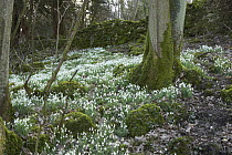Snowdrops (Galanthus nivalis) in spring woodland, UK