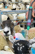 Treating sheep (Ovis aries) against Blowfly with  insecticide, high-cis cypermethrin. Salt marsh sheep, Cumbria, UK