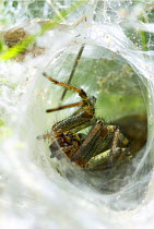 Funnelweb spider {Agelena labyrinthica} in tunnnel, UK