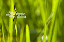 Four Spotted Darter Dragonfly, {Libellula quadrimaculata} resting on Iris leaf. Lancashire, UK