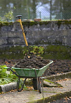 Wheelbarrow of manure in vegetable garden, UK