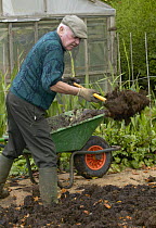 Man feeding vegetable plot with manure compost, UK