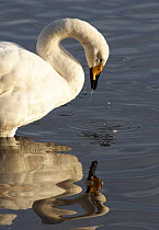Whooper Swan (Cygnus cygnus) looking at reflection in water, Martin mere WWT, Lancashire, UK