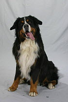 Domestic dog, Bernese Mountain Dog portrait