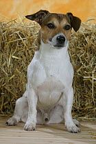 Domestic dog, Jack Russell Terrier studio portrait