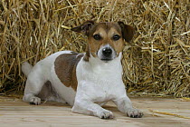 Domestic dog, Jack Russell Terrier portrait