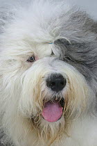 Domestic dog, close up of Old English Sheepdog / Bobtail