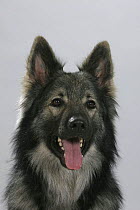 Domestic dog, German Shepherd / Alsatian (grey and black variation) studio portrait
