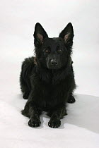 Domestic dog, German Shepherd / Alsatian (black variation) studio portrait
