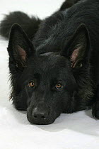 Domestic dog, German Shepherd / Alsatian (black variation) lying down studio portrait