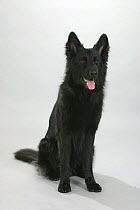Domestic dog, German Shepherd / Alsatian (black variation) studio portrait