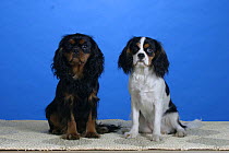 Domestic dogs, Cavalier King Charles Spaniels (black and tan and tricolour variations) studio portrait