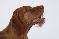 Domestic dog, Hungarian Wire-haired Pointer / Magyar Vizsla looking up