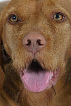 Domestic dog, close up of Hungarian Wire-haired Pointer / Magyar Vizsla face