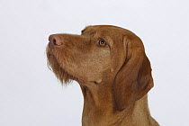 Domestic dog, Hungarian Wire-haired Pointer / Magyar Vizsla looking up.