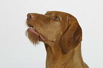 Domestic dog, Hungarian Wire-haired Pointer / Magyar Vizsla looking up