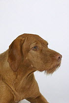 Domestic dog, Hungarian Wire-haired Pointer / Magyar Vizsla studio portrait