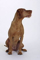 Domestic dog, Hungarian Wire-haired Pointer / Magyar Vizsla studio portrait, sideview