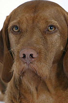 Domestic dog, close up of Hungarian Wire-haired Pointer / Magyar Vizsla studio portrait