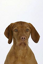 Domestic dog, Hungarian Wire-haired Pointer / Magyar Vizsla studio portrait