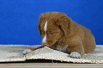 Domestic dog, Nova Scotia Duck Tolling Retriever puppy, 9 weeks, chewing at carpet