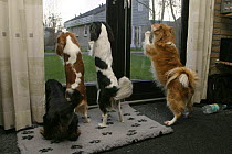 Domestic dogs, Cavalier King Charles Spaniels (Blenheim, tricolout and balck and tan variations)and Mixed Breed Dog barking at terrace door