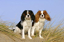 Domestic dogs, Cavalier King Charles Spaniels(tricolor and Blenheim variation) sitting on sand dune