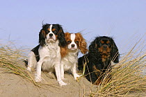 Domestic dogs, Cavalier King Charles Spaniels(tricolor, Blenheim abd black and tan variations) sitting on sand dunes