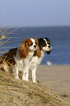Domestic dogs, two Cavalier King Charles Spaniel (Blenheim and tricolor variations) on sand dune