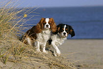 Domestic dogs, Cavalier King Charles Spaniels (Blenheim and tricolor variations) on sand dunes