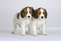 Domestic dogs, Small Dutch Waterfowl Dog / Kooikerhondje / Kooiker Hound puppies