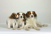 Domestic dogs, Small Dutch Waterfowl Dogs / Kooikerhondje / Kooiker Hound pair with puppy
