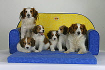 Domestic dogs, Small Dutch Waterfowl Dogs / Kooikerhondje / Kooiker Hound with five puppies on couch