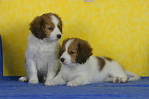 Domestic dogs, two Small Dutch Waterfowl Dog / Kooikerhondje / Kooiker Hound puppies