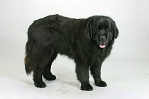 Domestic dog, black Newfoundland portrait