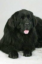 Domestic dog, black Newfoundland