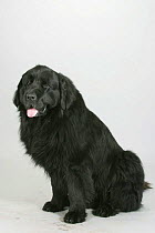 Domestic dog, black Newfoundland sitting
