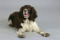 Domestic dog, English Springer Spaniel studio portrait lying down