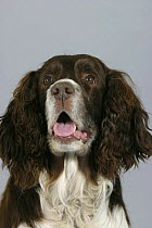 Domestic dog, English Springer Spaniel studio portrait