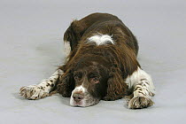 Domestic dog, English Springer Spaniel lying down