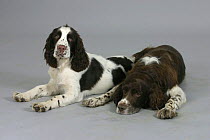 Domestic dog, English Springer Spaniel with puppy lying down