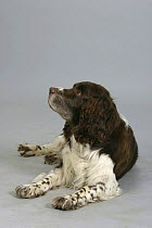 Domestic dog, English Springer Spaniel looking up lying down