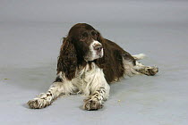 Domestic dog, English Springer Spaniel studio portrait lying down