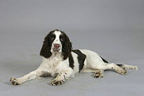 Domestic dog, English Springer Spaniel puppy, 6 months old lying down