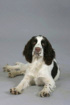 Domestic dog, English Springer Spaniel puppy, 6 months old lying down